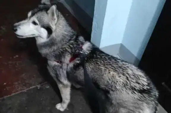 Найдена собака, Санкт-Петербург, фото: Хаски найдена у магазина СПб