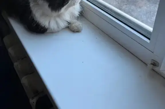 Пропала кошка, Железнодорожная 113