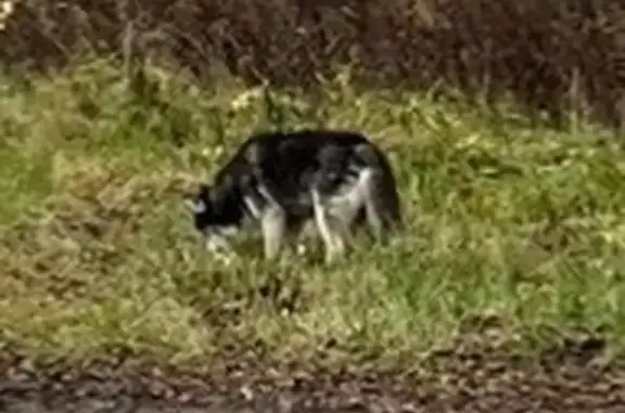 Найдена собака, Москва, фото: Собака найдена, Новотушинская ул., Москва