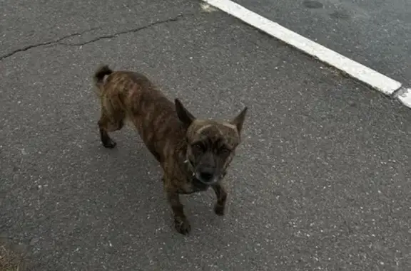 Найдена собака, Абакан, фото: Собака найдена, Северный проезд, Абакан