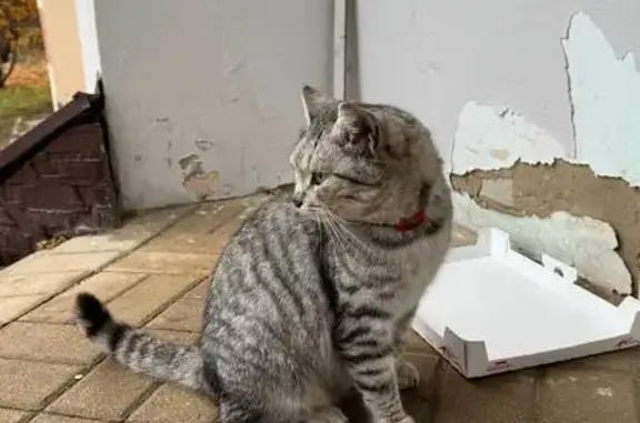 Найдена кошка, Белгород, фото: Найдена серая кошка, Конева 9А, Белгород