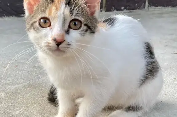 Пропала кошка, 1-й Советский пер., Долгопрудный