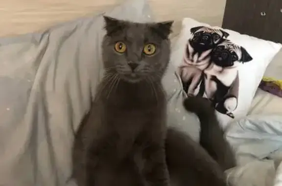 Копейск: пропала вислоухая кошка