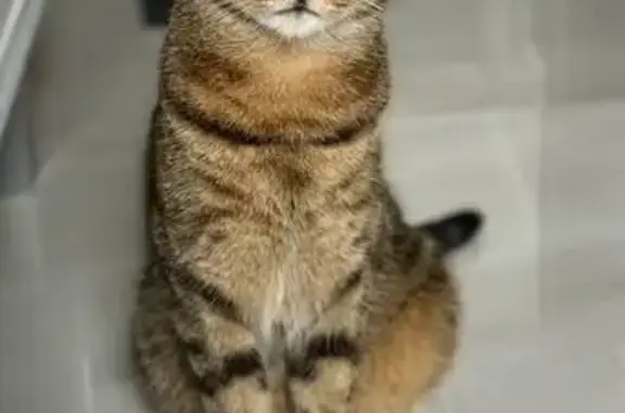 Пропала кошка, Майкоп, Адыгея