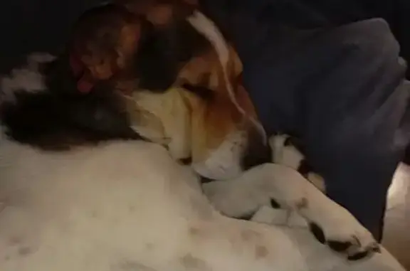 Пропала собака, Ленинский пр., 72 к3, СПб