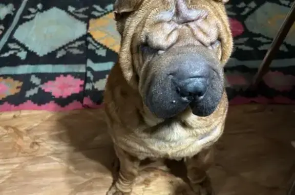 Пропала собака в Новосемейкино, Самарская