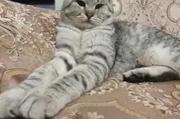 Кошки потеряшки, Краснодар, фото: Потеряшка кошка, Живописная 30, Краснодар