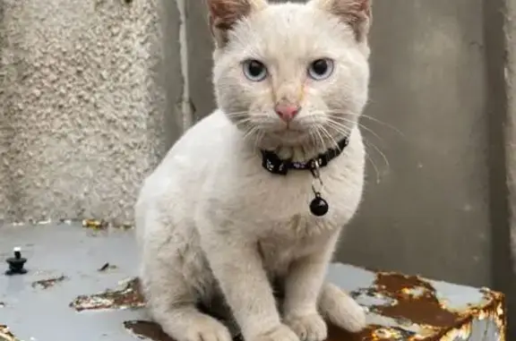 Найдена кошка, Самара, фото: Найдена кошка, ул. Аминева, 10А, Самара