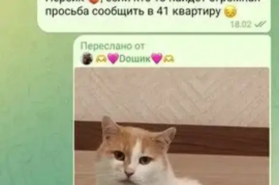 Пропала кошка, пр. Строителей 68, Иваново