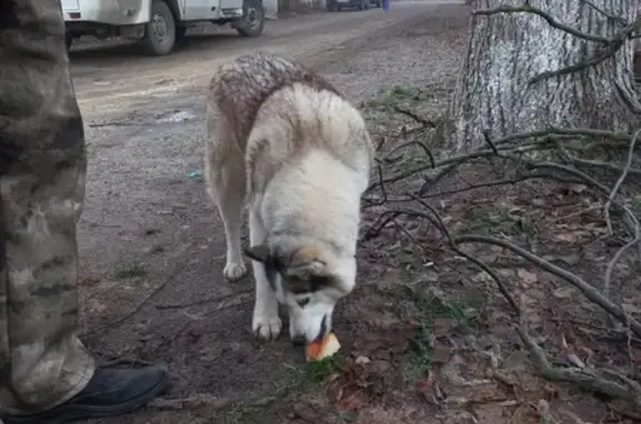 Пропала собака, ул. Пушкина, Медведево