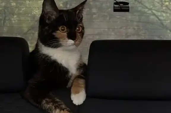 Пропала кошка, Поселковая ул. 72, Ногинск