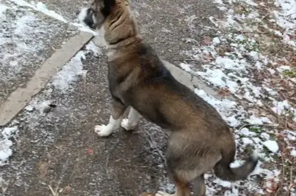Найдена собака, Горно-Алтайск, фото: Собака найдена: Коммунистический пр., Горно-Алтайск