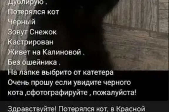 Кошки потеряшки, Красная Поляна, фото: Потеряшка чёрная кошка, Калиновая ул.