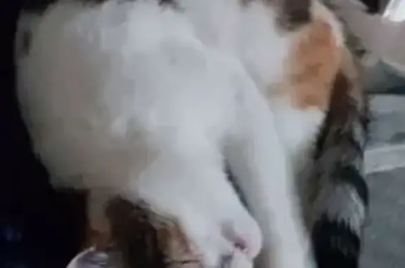 Кошки потеряшки, Самара, фото: Потеряшка кошка, Ново-Садовая 333, Самара