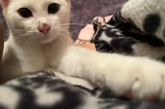 Кошки потеряшки, Йошкар-Ола, фото: Потеряшка кошка, ул. Димитрова, Йошкар-Ола