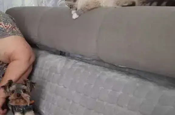 Пропала собака, Красноармейская 11, Кореновск