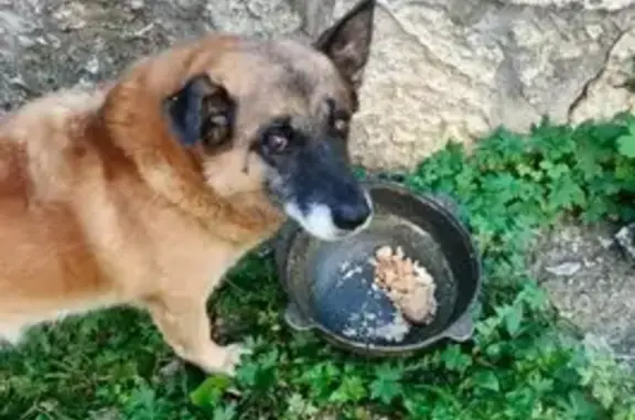 Пропала собака, Прудовая ул., Елец