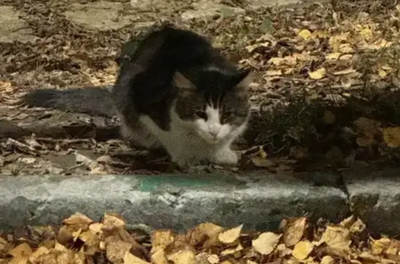 Кошка найдена, ул. Пожарского 27, Химки