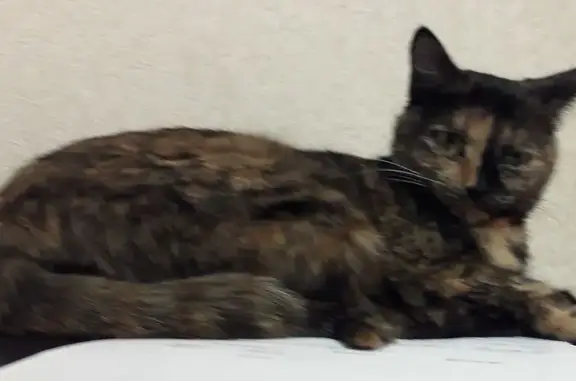 Кошки потеряшки, Иркутск, фото: Потеряшка кошка, ул. Помяловского, 18