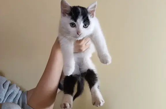 Найдена кошка, Санкт-Петербург, фото: Котенок найден у Орбели 23, СПб