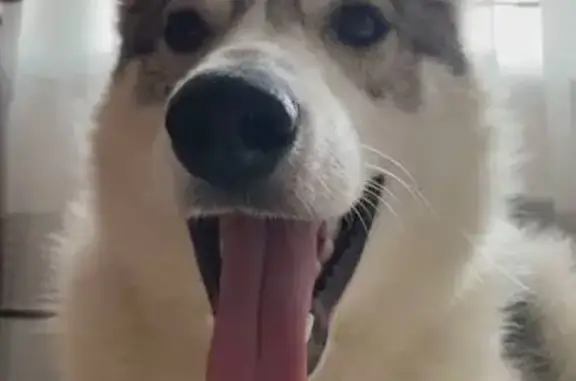 Пропала собака, Цветочная 42, Волгоград