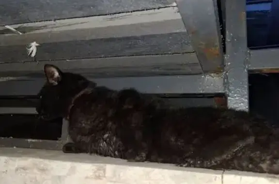 Найдена кошка, Кронштадт, фото: Кошка найдена: Красная ул. 2, Кронштадт