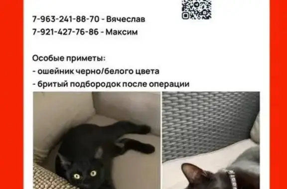 Пропала кошка, Павловское шоссе 101