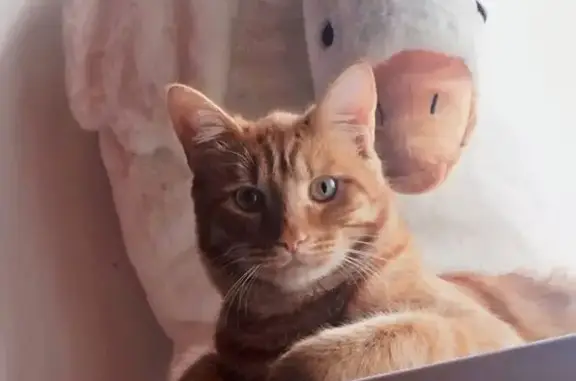 Пропала кошка, ул. Туруханская, Красноярск