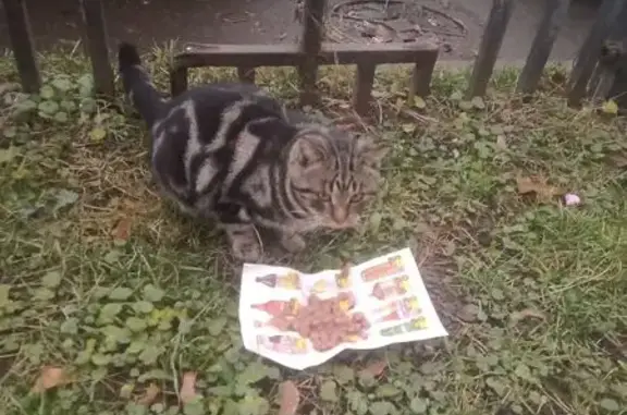 Кошка найдена: ул. Колонцова, 2, Мытищи
