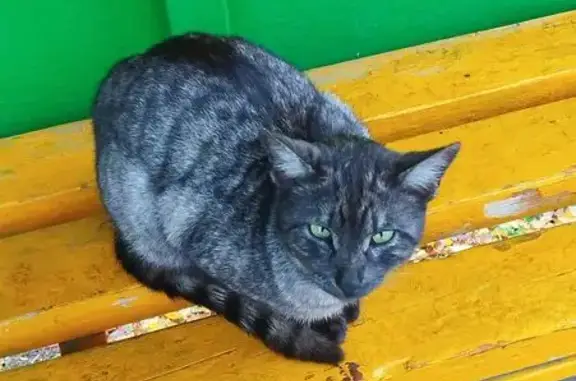 Найдена кошка, Новочебоксарск, фото: Кошка найдена: ул. 10-й Пятилетки, Новочебоксарск