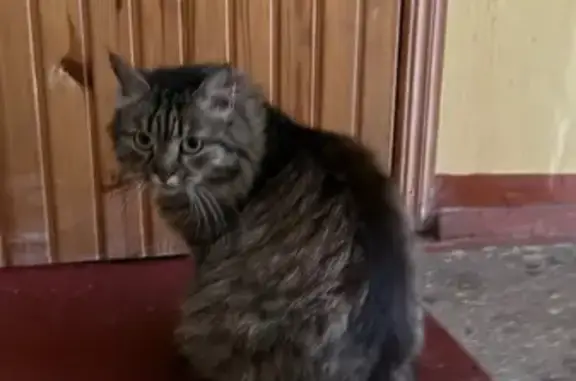 Найдена кошка, Брянск, фото: Найдена кошка, Авиационный пер., 3/2, Брянск
