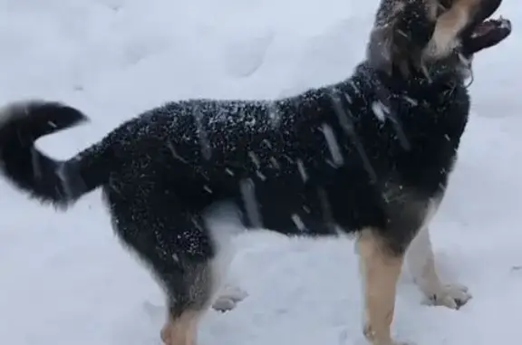Пропала собака, ул. Ветеранов, 13