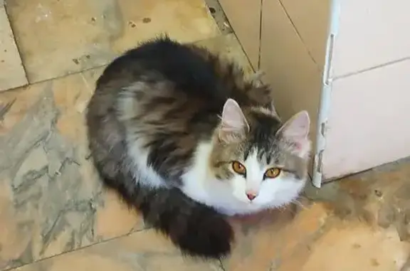 Найдена кошка, Новочебоксарск, фото: Кошка найдена у магазина Победа, 10-й Пятилетки, 31А