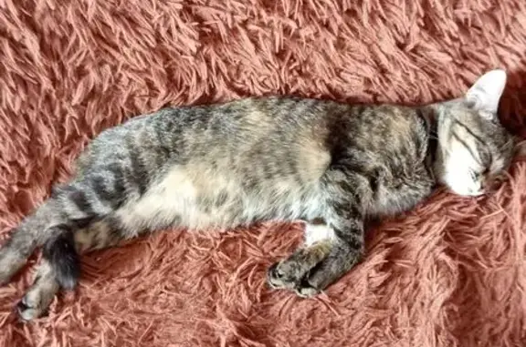 Кошки потеряшки, , фото: Потеряшка кошка, Северная ул. 43