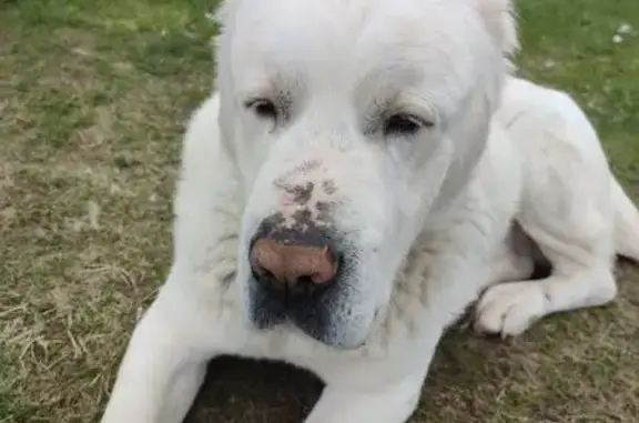 Пропал алабай Миша, Сольцы, Новгородщина