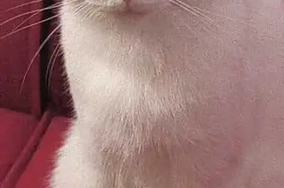 Кошки потеряшки, Благовещенск, фото: Потеряшка кошка, Тенистая ул. 91, Благовещенск