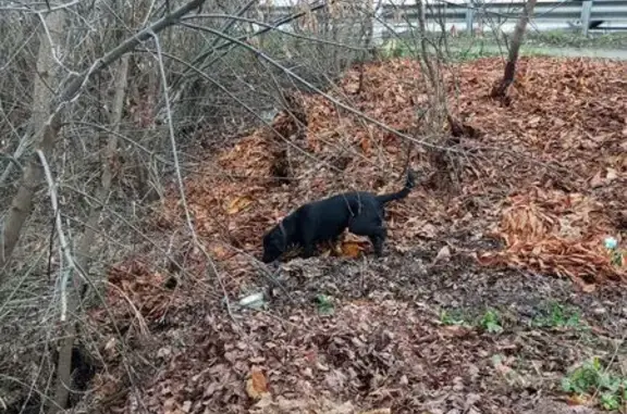 Найдена собака, , фото: Собака на Московском шоссе, 1 к1, Тверь