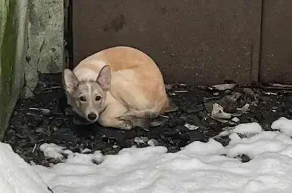 Найдена собака, Мурманск, фото: Собака найдена: пр. Героев Североморцев, 40
