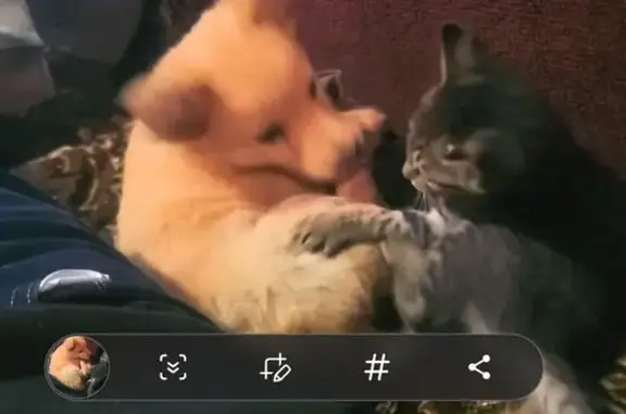 Пропала собака, Деповская ул., Ужур