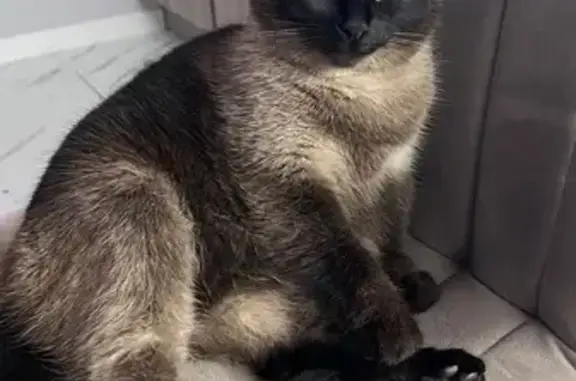 Пропала темная кошка, Удмуртия