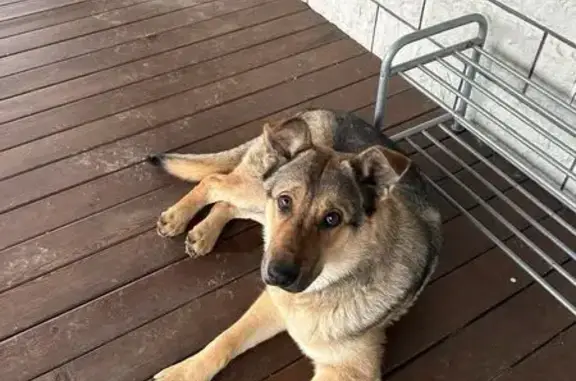 Найдена собака, Калужская область, фото: Собака найдена в Грачевке, с. Передел