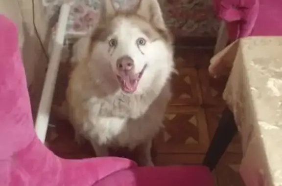 Пропала собака на трассе М4, Товарковское СП