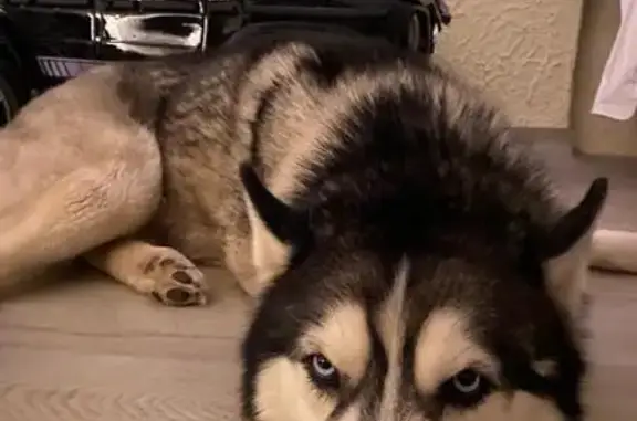 Собаки потеряшки, Казань, фото: Потеряшка собака, ул. Межлаука, 13, Казань