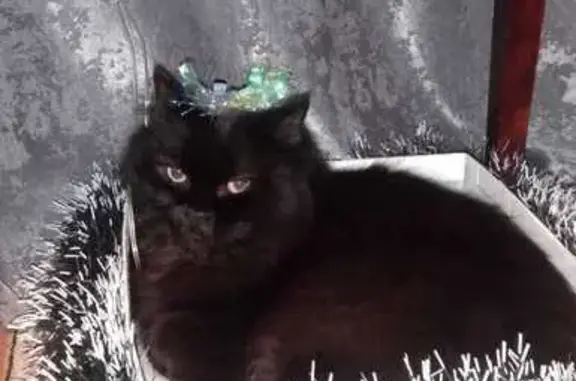 Пропал чёрный кот, ул. Ферсмана 13 к1