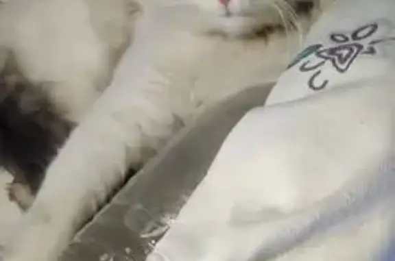 Найденные животные , фото: Кошка найдена на Чичерина, 48А, Тамбов