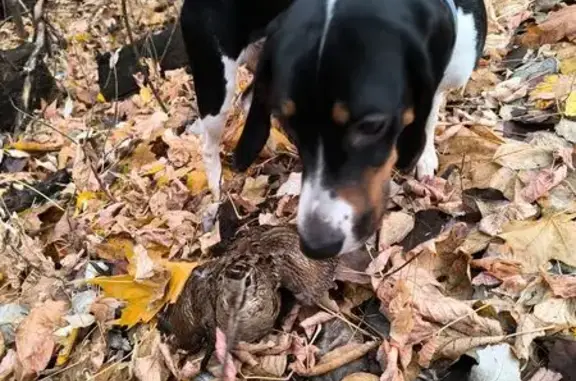 Собаки потеряшки, Казань, фото: Потеряшка собака, ул. Маяковского, Казань