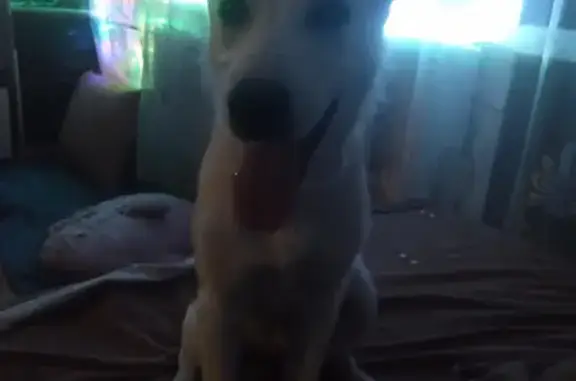 Собаки потеряшки, Челябинск, фото: Потеряшка собака, ул. Энергетиков, 50