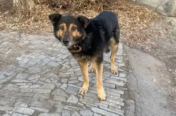 Найдена собака, Челябинск, фото: Найдена собака, ул. Блюхера, Челябинск