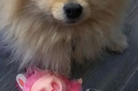 Пропала собака, Пермь, Уинская ул.