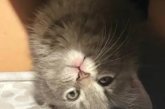 Найдена кошка, Пенза, фото: Кошка найдена, ул. Славы, 7, Пенза